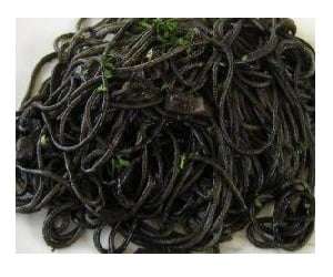 Spaghetti al nero di seppia